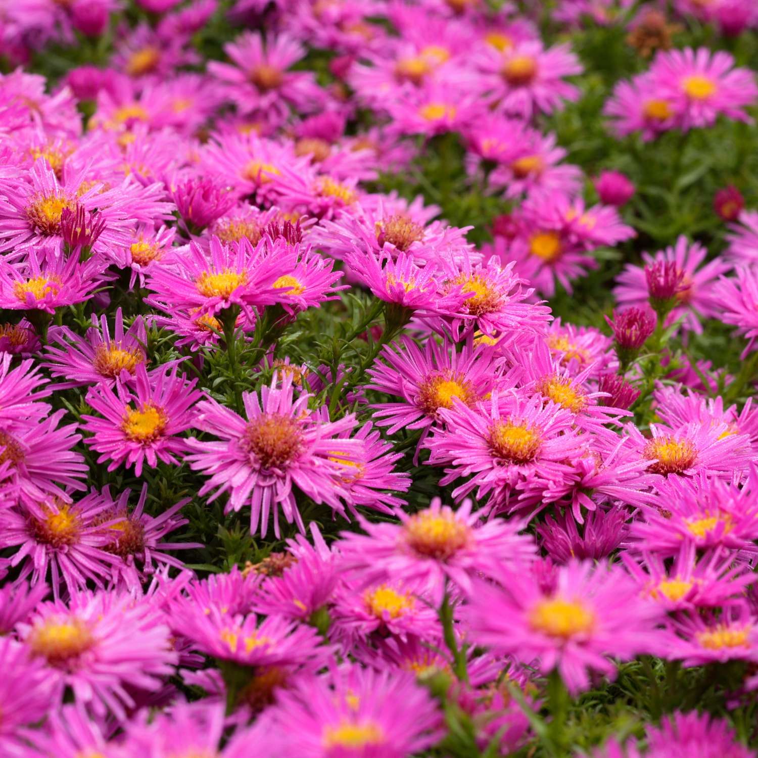 Asters 'Alice Haslam'